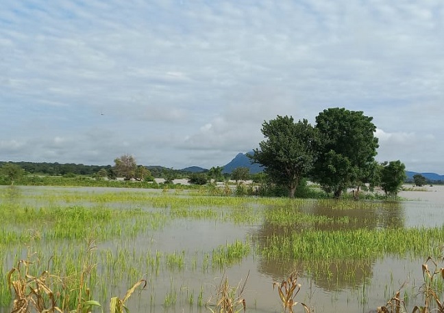 Submerged Rice Flooding: Kogi VCDP Rice Farmers Cry Out as Over 600 Hectares ...